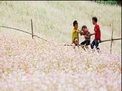 Tour Hà Giang 3 ngày 2 đêm